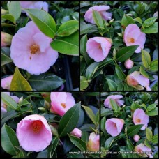 Camellia Margaret Waterhouse x 1 Plants Soft Pink Single Flowering Fragrant Flowers Shade Cottage Garden Shrubs Courtyard Patio Pot japonica x williamsii